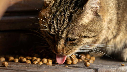 How Height-Adjustable Tilted Bowls Reduce Cat Vomiting and Relieve Neck Strain?